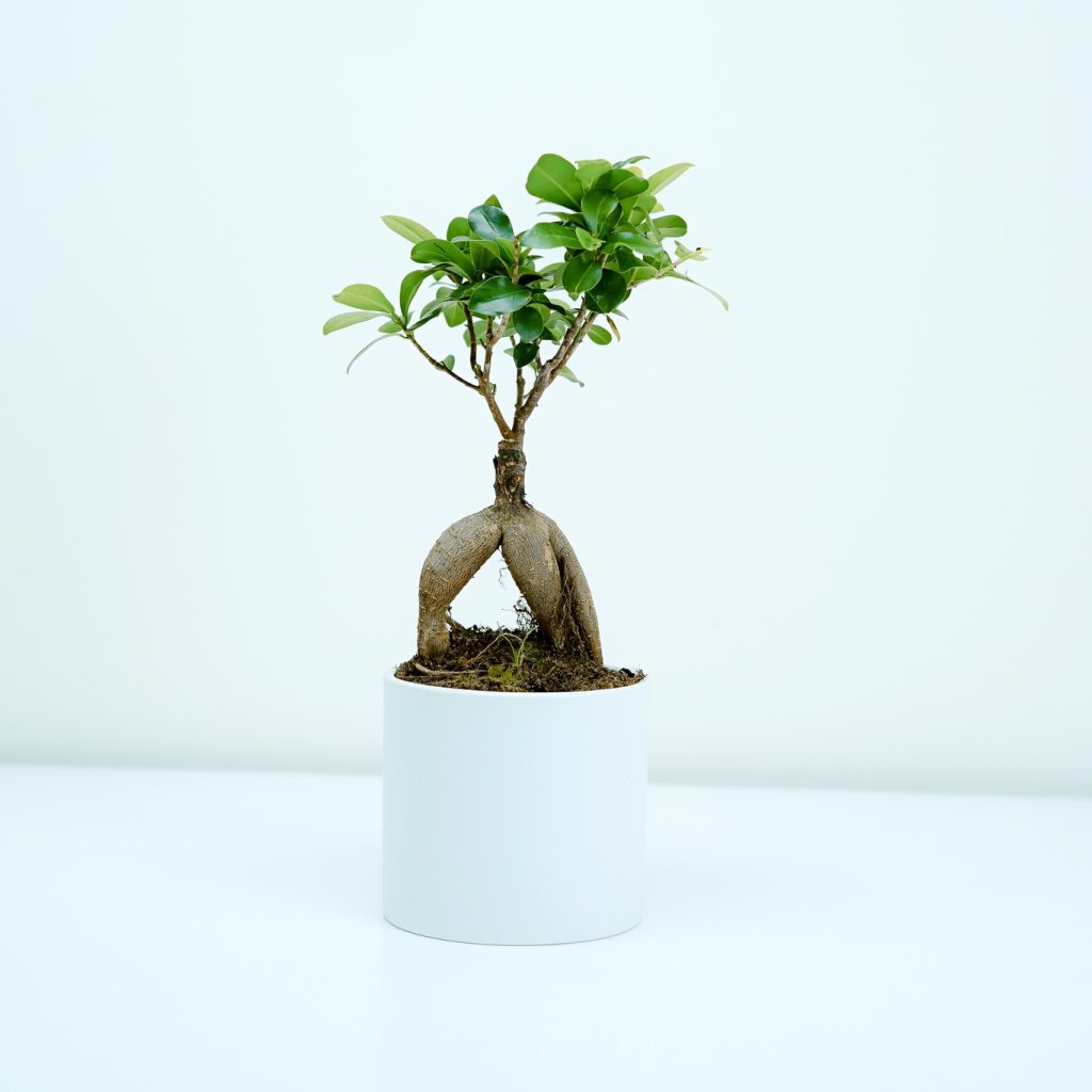 البستنة و الحدائق