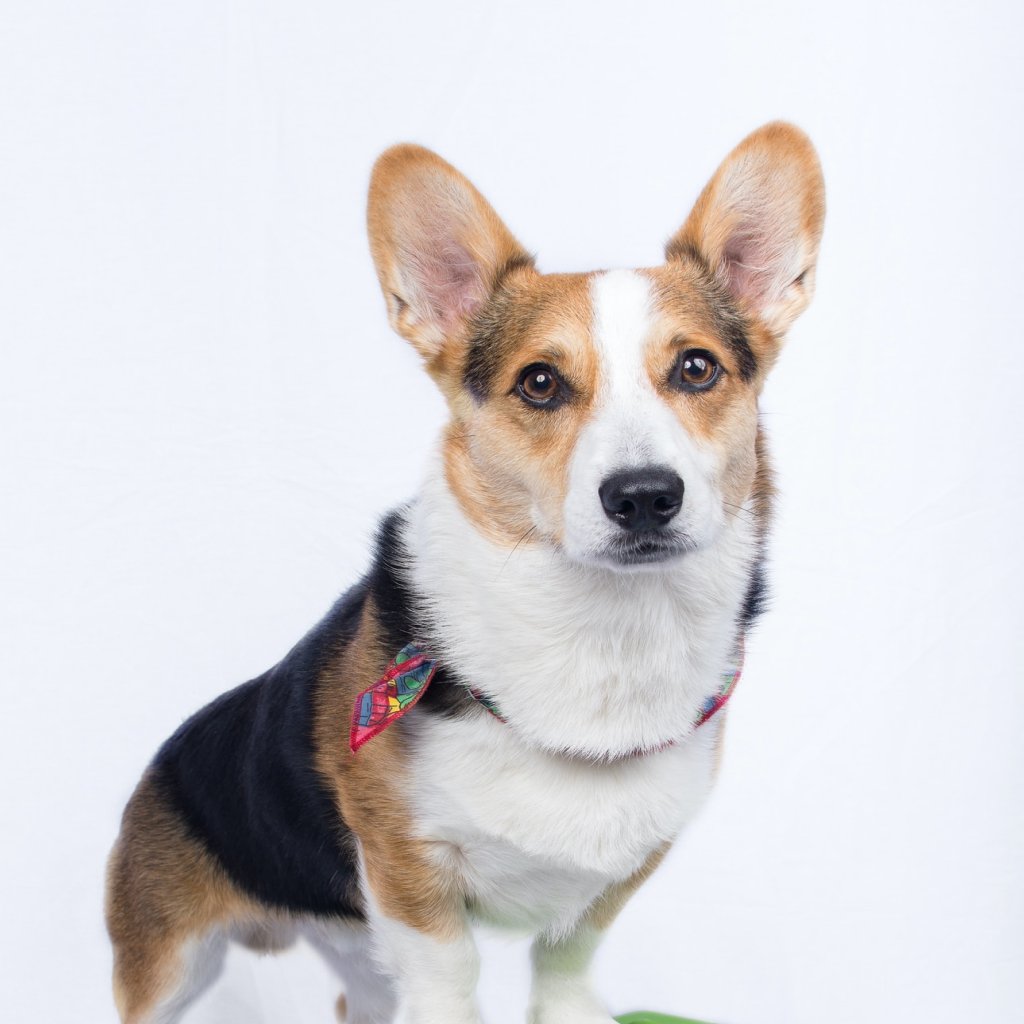 حيوانات أليفة